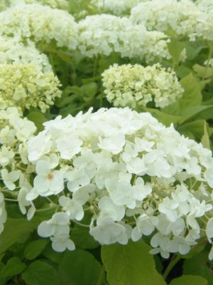 white hydrangeas52.jpg